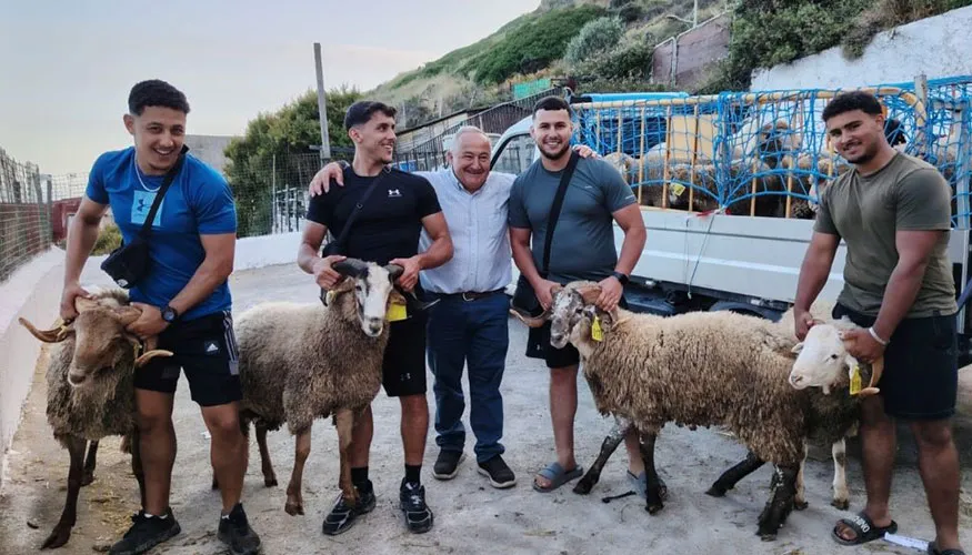 Exploring the Sheep Market: Spanish Farmers Visit Morocco and Ceuta