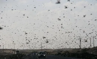 Eastern Iran Faces Agricultural Crisis Due to Moroccan Locust Infestation