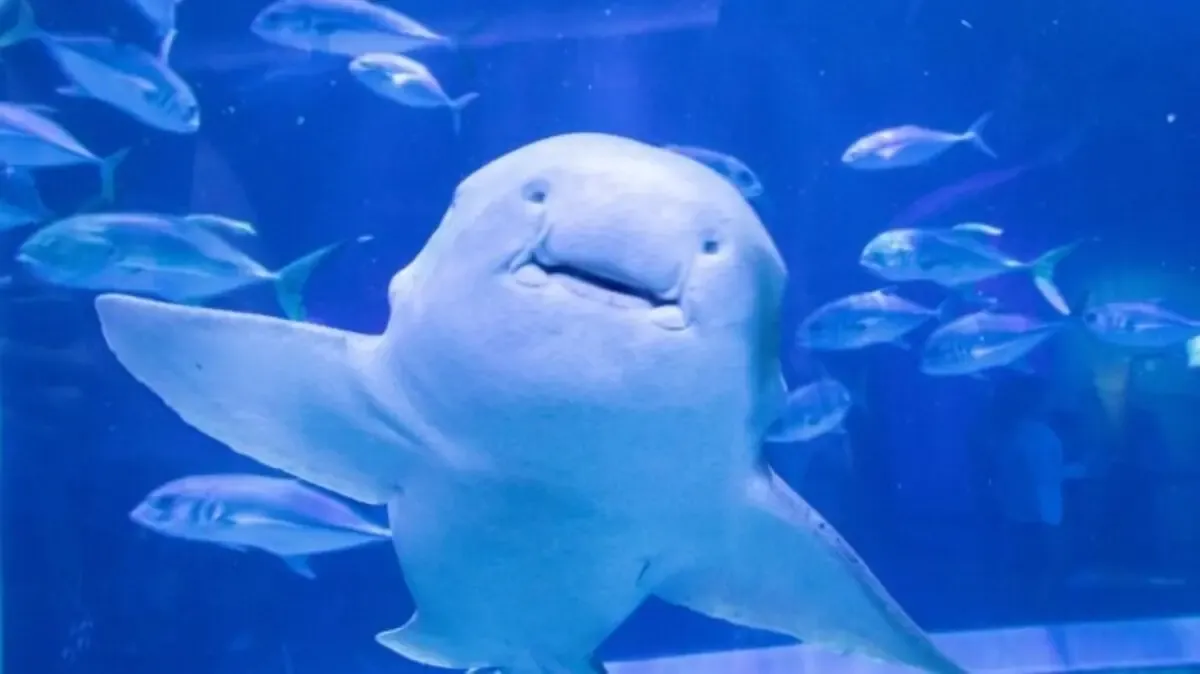 Shark Predicts Winner of World Cup Opener Between Morocco and Brazil