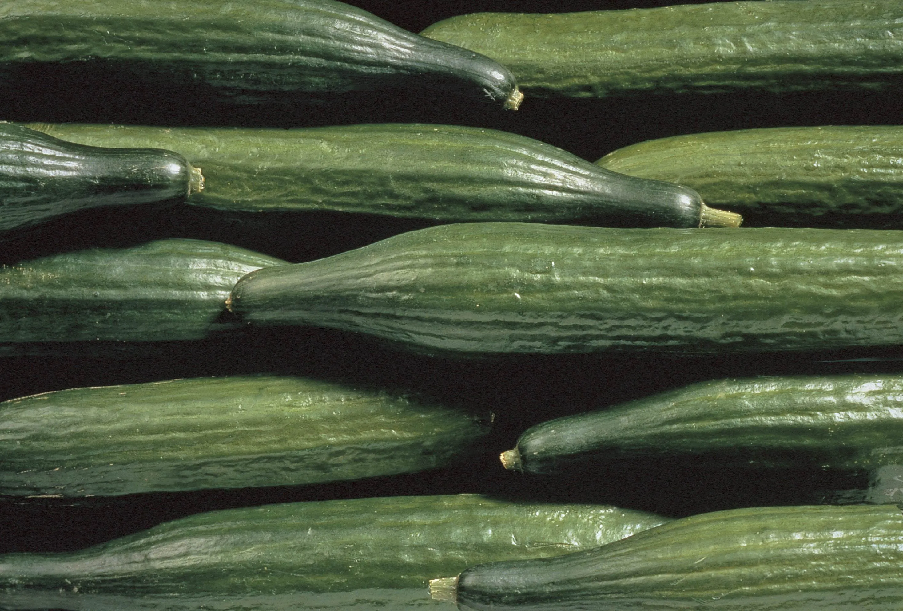 Record-Breaking Moroccan Cucumber Exports to Germany Continue
