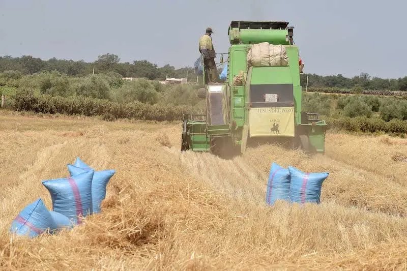 Morocco's Strategic Initiative to Build a National Grain Reserve