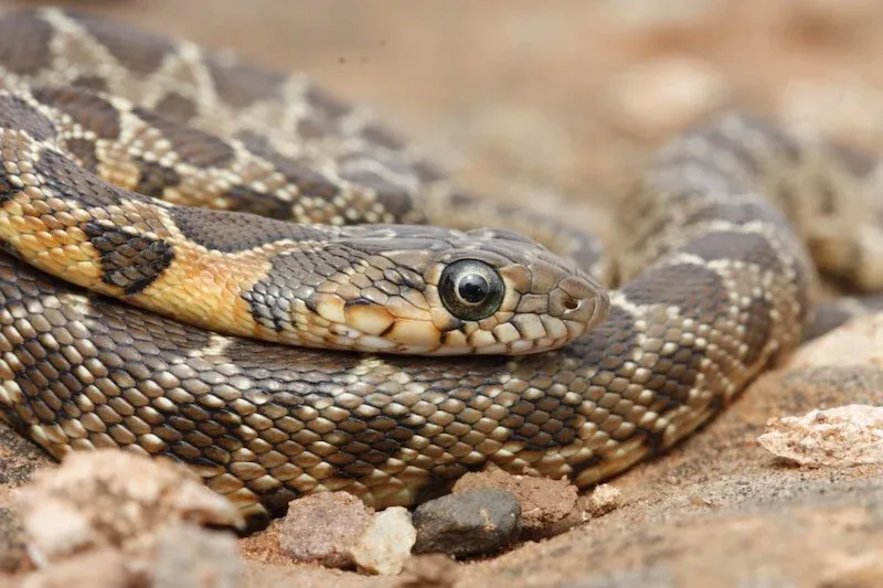 Researchers Launch Campaign to Correct Misconceptions About Snakes in Morocco