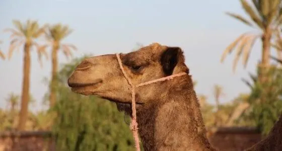 Discover the Serenity of the Palmeraie: A Unique Camel Ride Experience in Marrakech