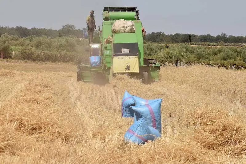 Moroccan Agricultural Minister Announces Promising Grain Harvest Amid Improved Climatic Conditions