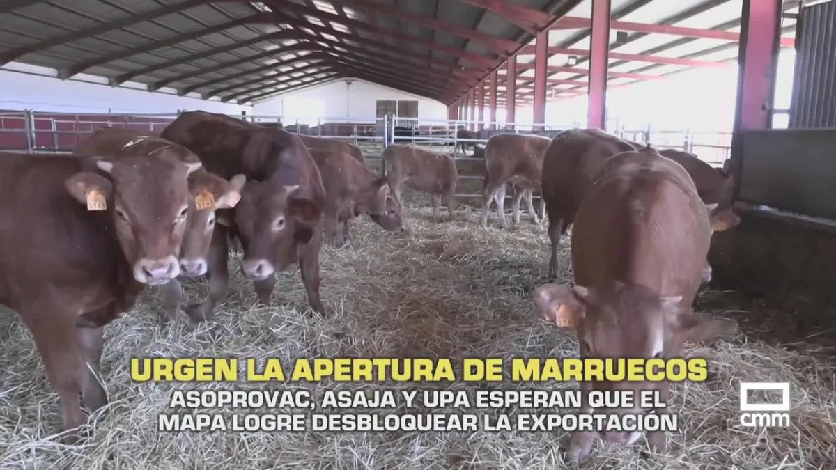 Urgent Call for Action: Spanish Beef Producers Demand Morocco Reopen Borders