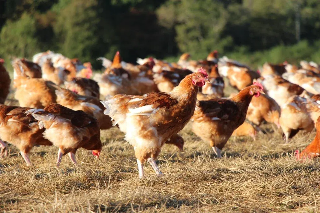 Morocco's Poultry Industry Faces Severe Crisis Amidst Price Drops