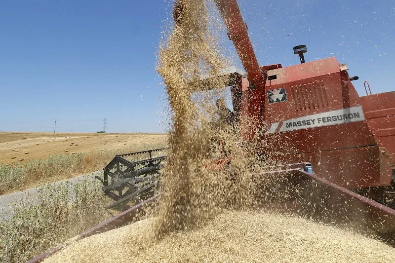Morocco's Agricultural Sector Sees Significant Grain Collection Ahead of 2026 Targets