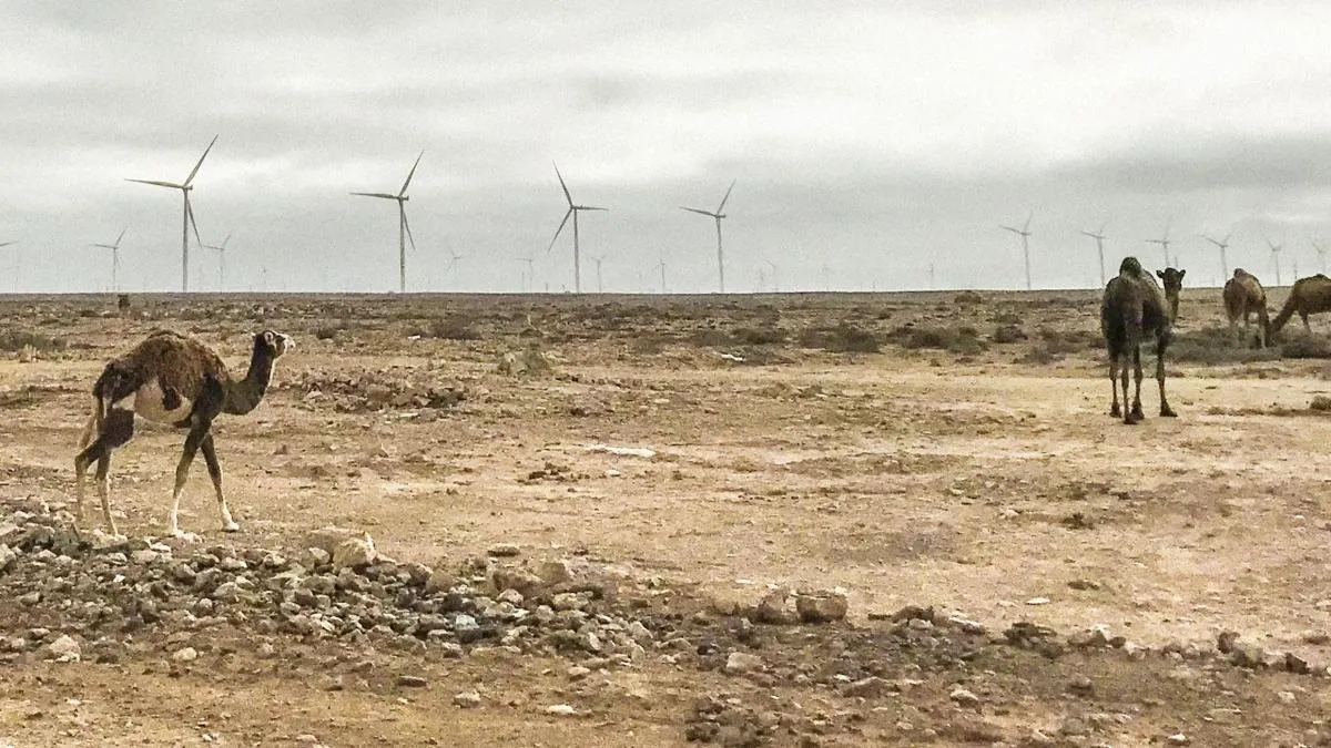 Morocco's Resource Exploitation in Western Sahara: A Growing Concern