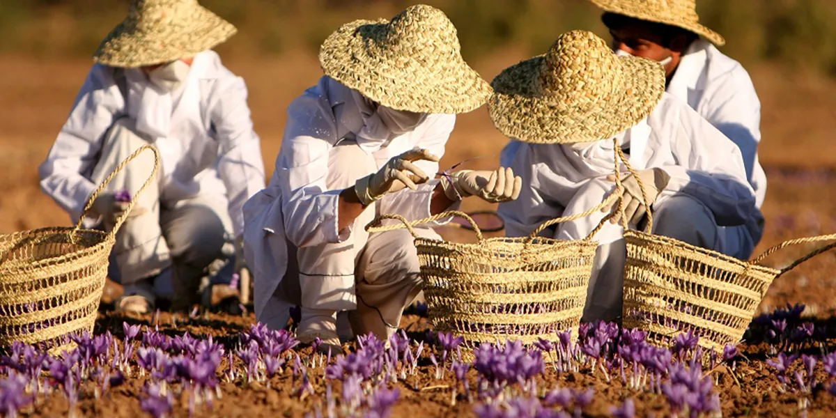 Transforming Saffron Production: Taroudant's Innovative Field Schools Initiative
