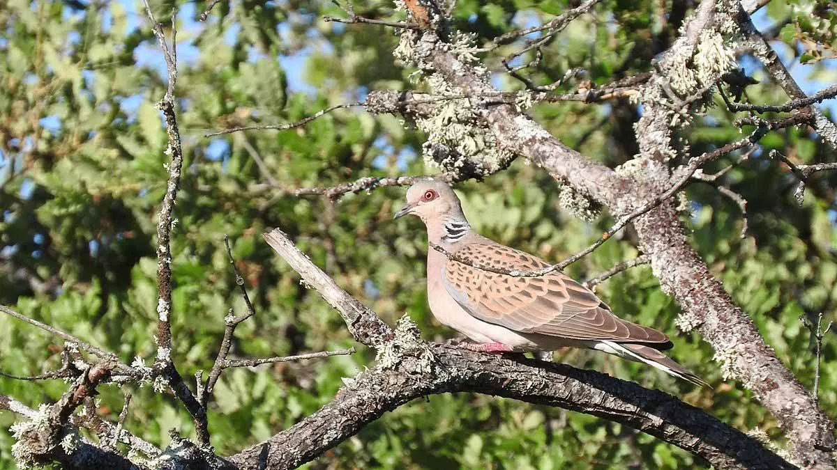 Re-evaluating the European Turtle Dove: New Insights from Genetic Research