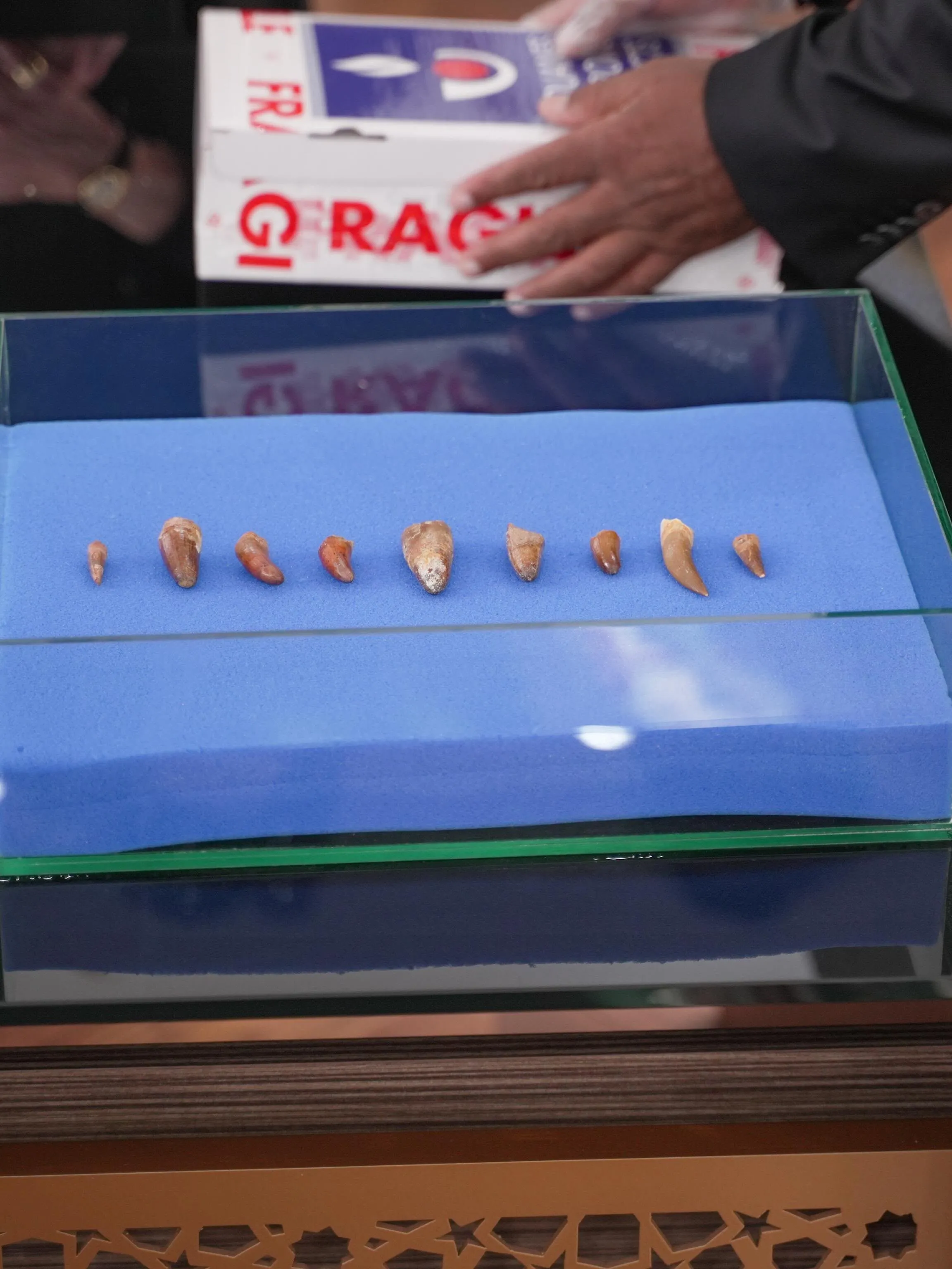 Morocco Reclaims Nine Rare Dinosaur Tooth Fossils from France