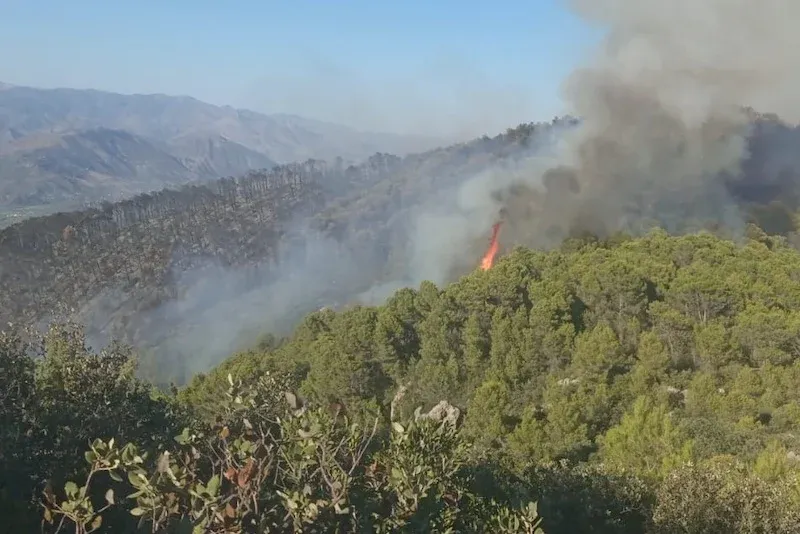 Recent Wildfires in Morocco Devastate Nearly 600 Hectares of Forest