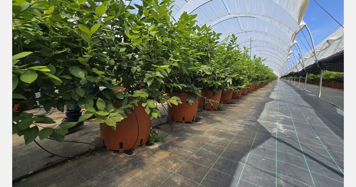 Morocco: The Rising Star of the Global Blueberry Market