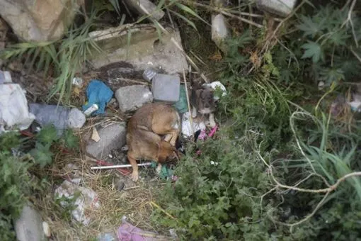 The Controversial Situation of Stray Dogs in Morocco Ahead of the 2030 World Cup