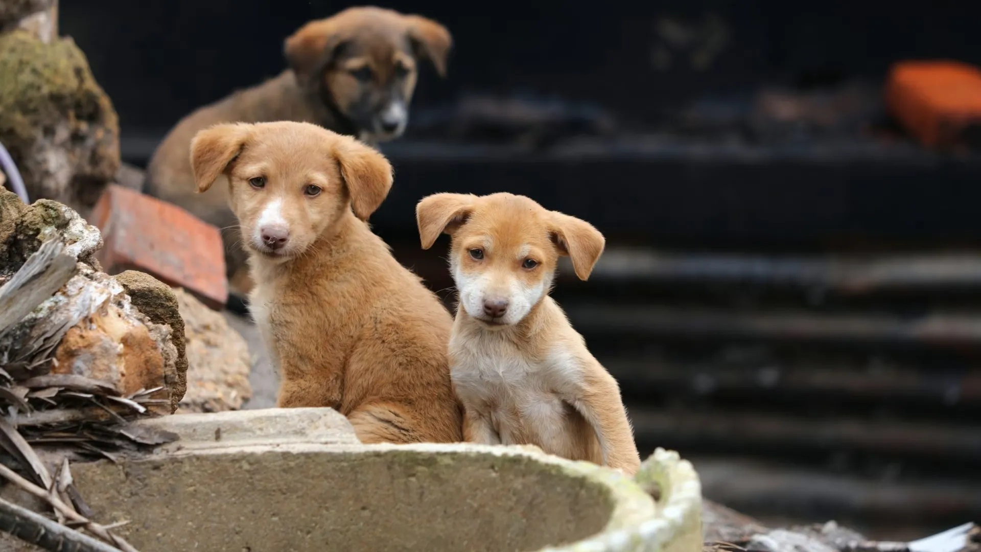 Morocco Faces Animal Welfare Concerns Ahead of 2030 World Cup