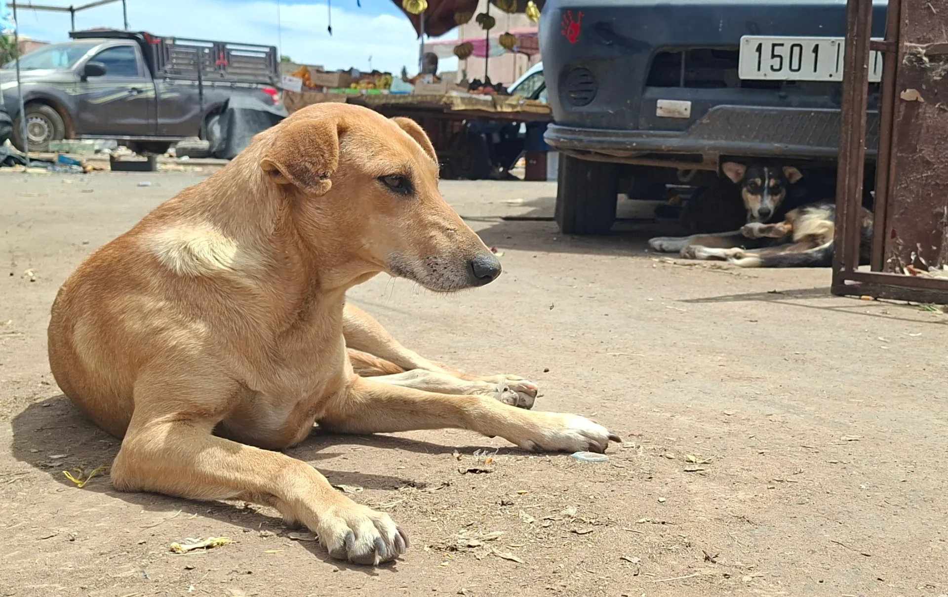 Allegations of Systematic Dog Killings in Morocco Ahead of World Cup 2030