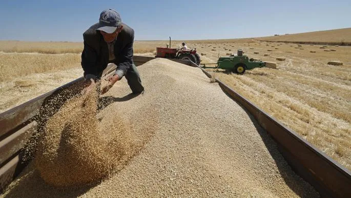 Morocco Extends Wheat Import Tariffs to Safeguard Local Crop Amid Harvest Challenges