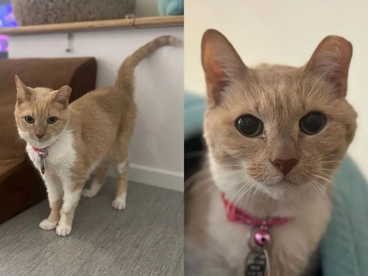 Meet Casablanca: A Gentle Senior Cat Seeking a Forever Home