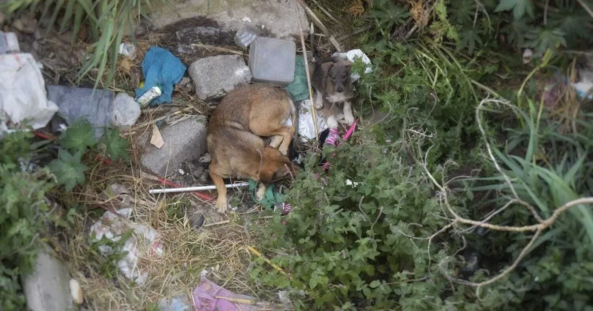 FIFA Confirms Investigation into Allegations of Systematic Dog Killings Ahead of 2030 World Cup