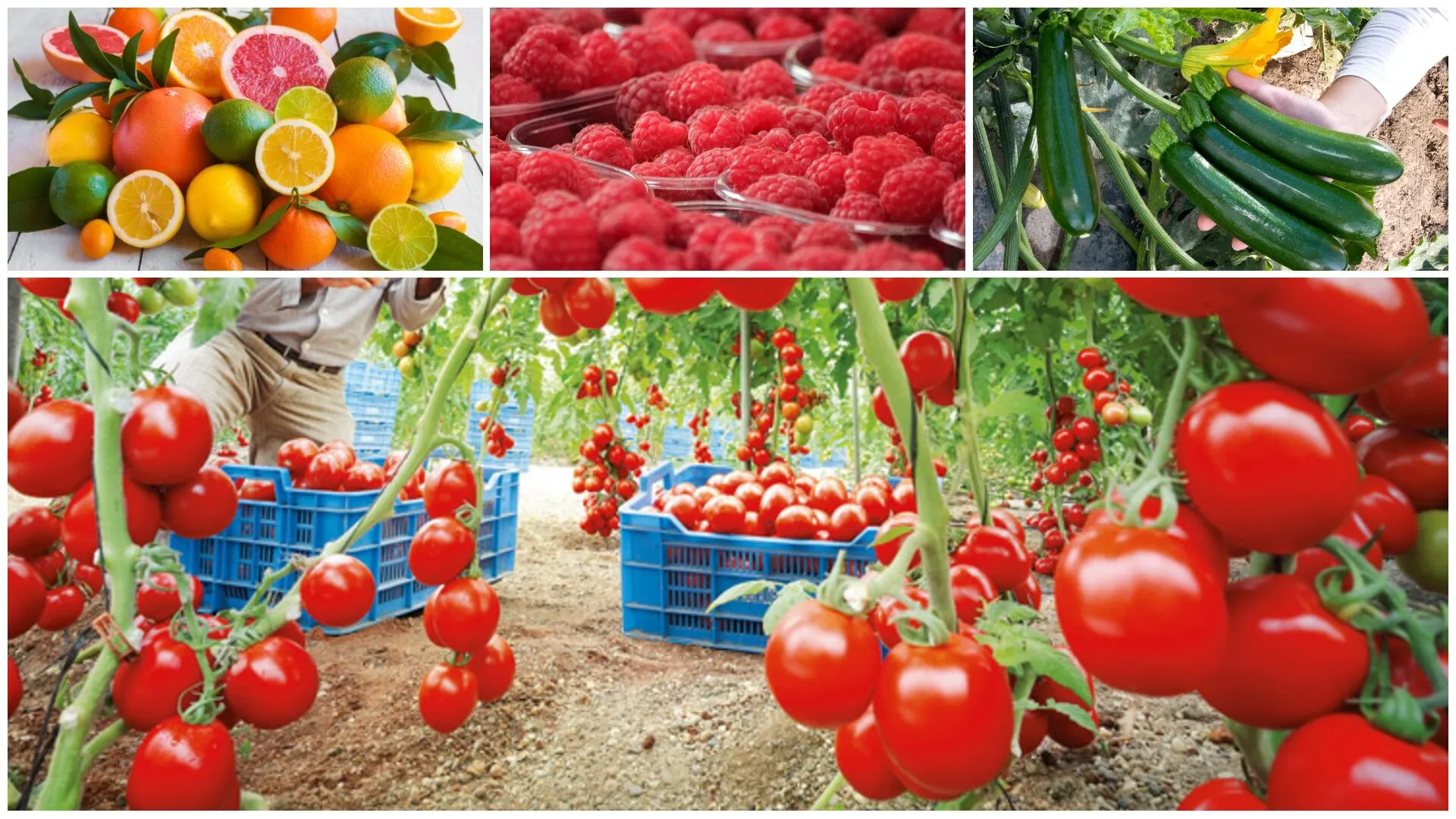 Morocco's Agricultural Exports Surge to Over 86 Billion Dirhams in 2025