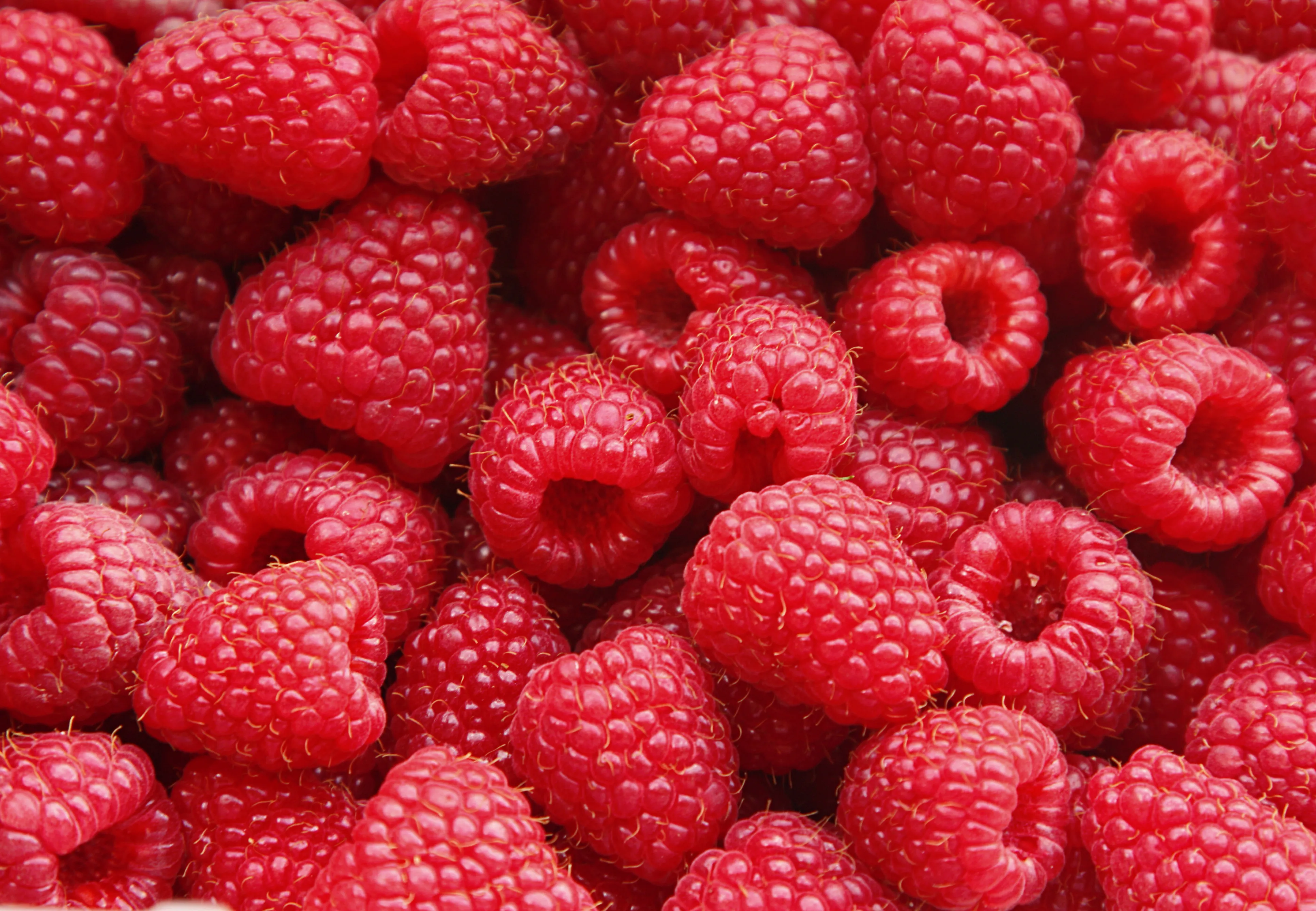 Morocco Strengthens Its Position in the UK Raspberry Market