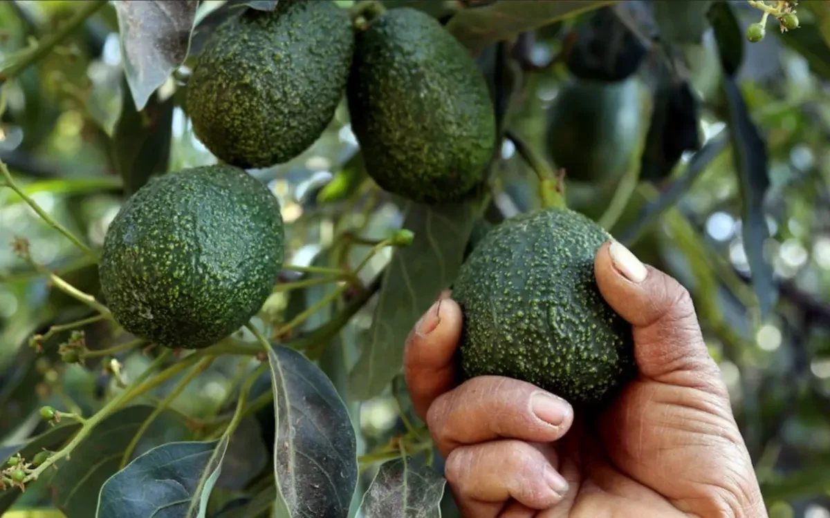 Morocco's Avocado Industry Faces Crucial Window Before Israeli Competition Arrives
