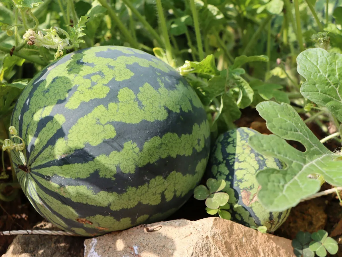 The Impact of Moroccan Watermelon Imports on Spain's Agricultural Market