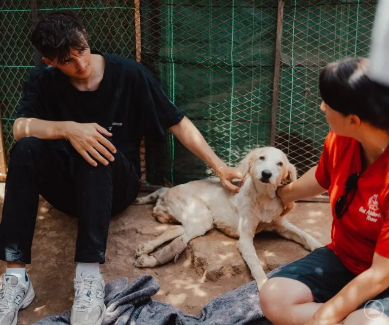 Nathan Goldblat's Heartfelt Mission for Stray Dogs in Morocco